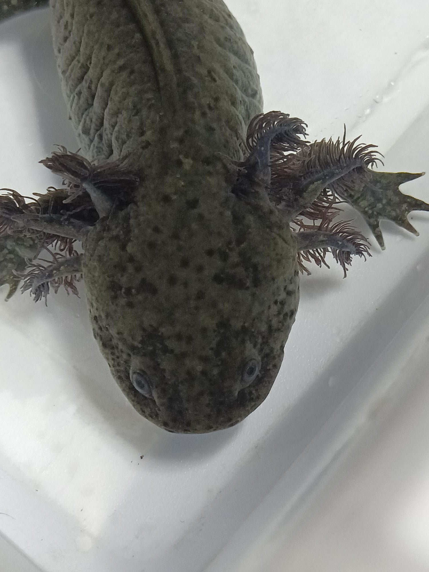 Melanoid/Wild Axolotls for UNDER $50! Oomie's Crafts n