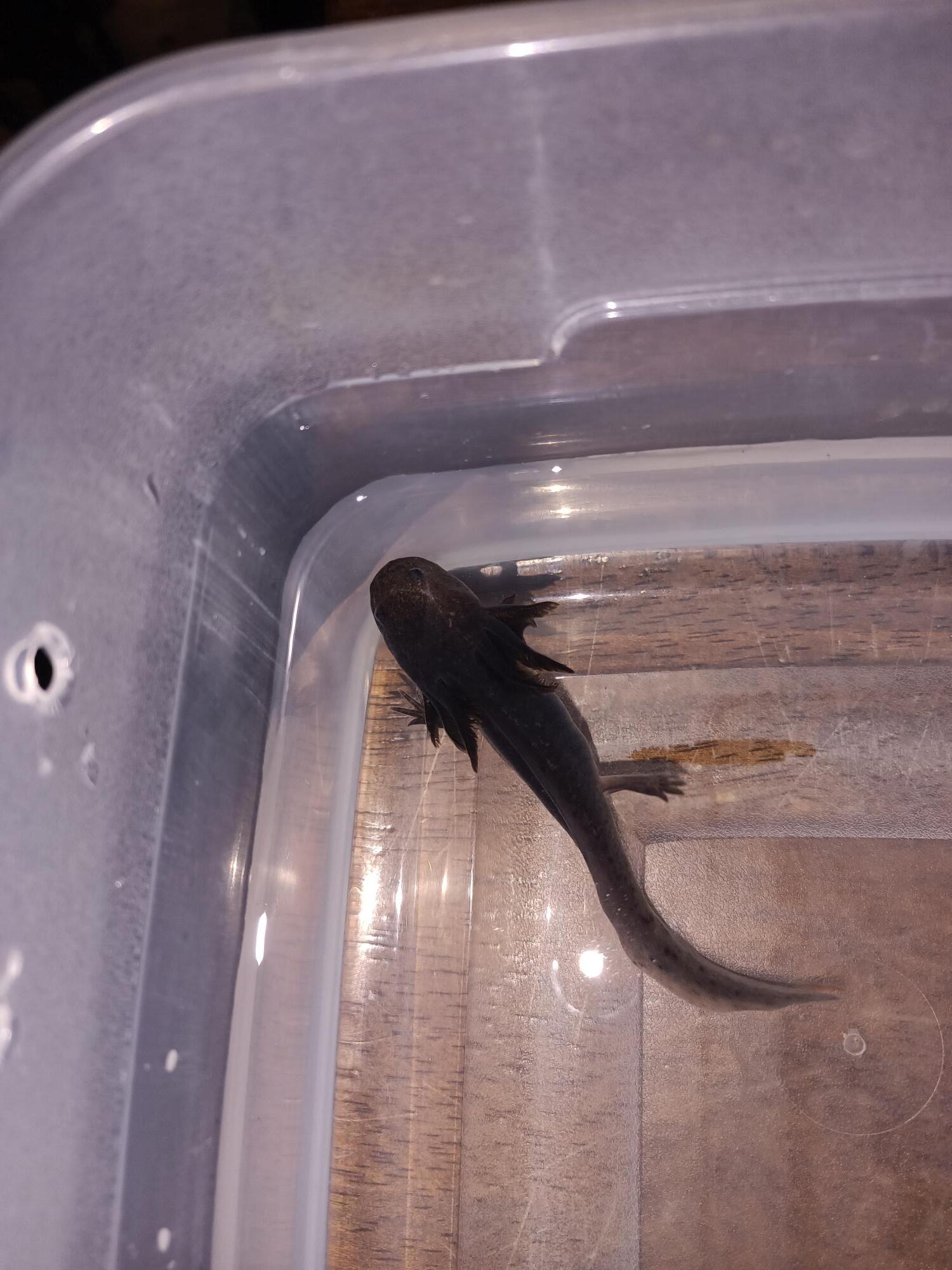 Melanoid/Wild Axolotls for Sale. UNDER 50! Oomie's Crafts 'n Critters