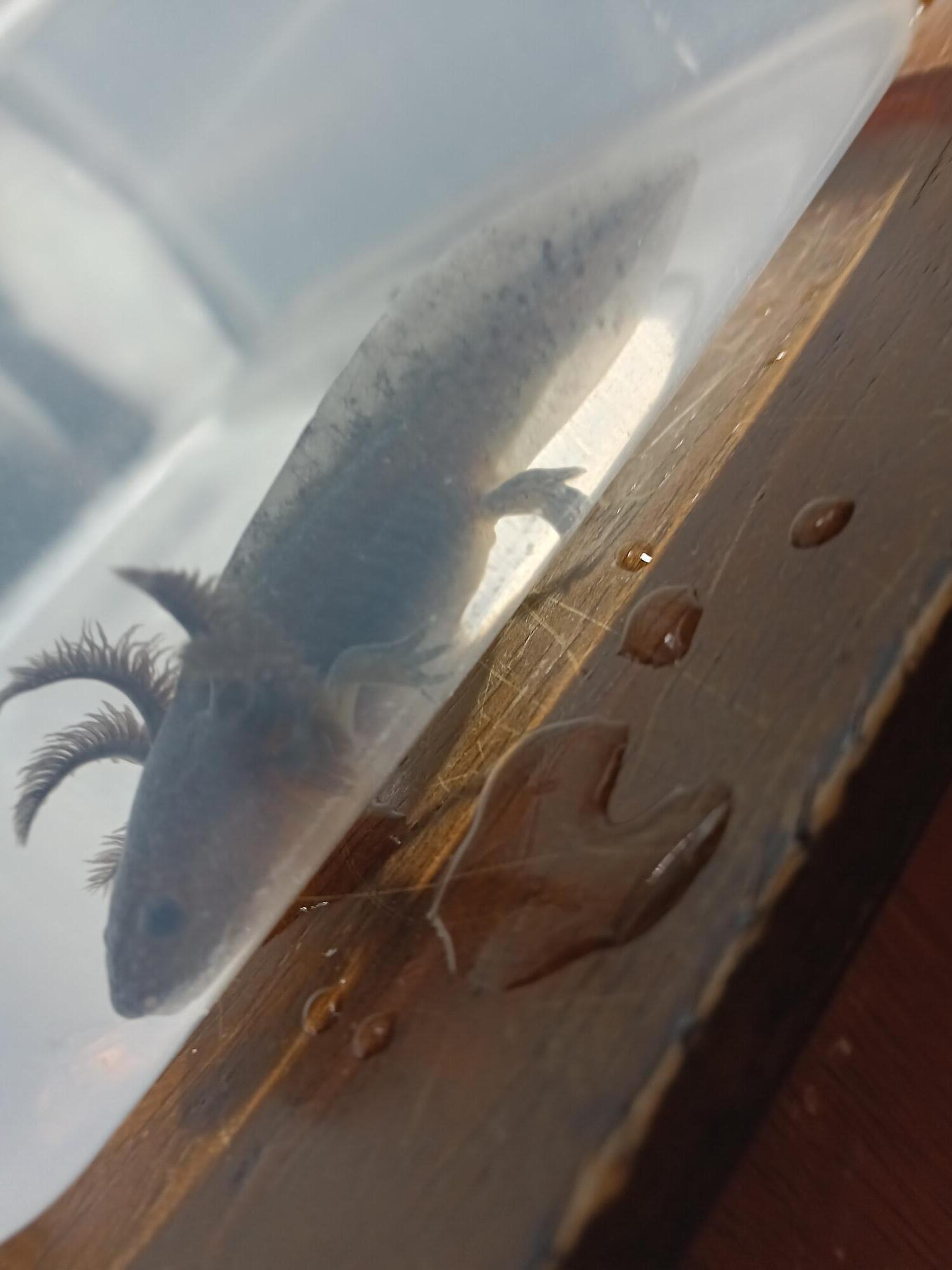 Melanoid/Wild Axolotls for Sale. UNDER 50! Oomie's Crafts 'n Critters