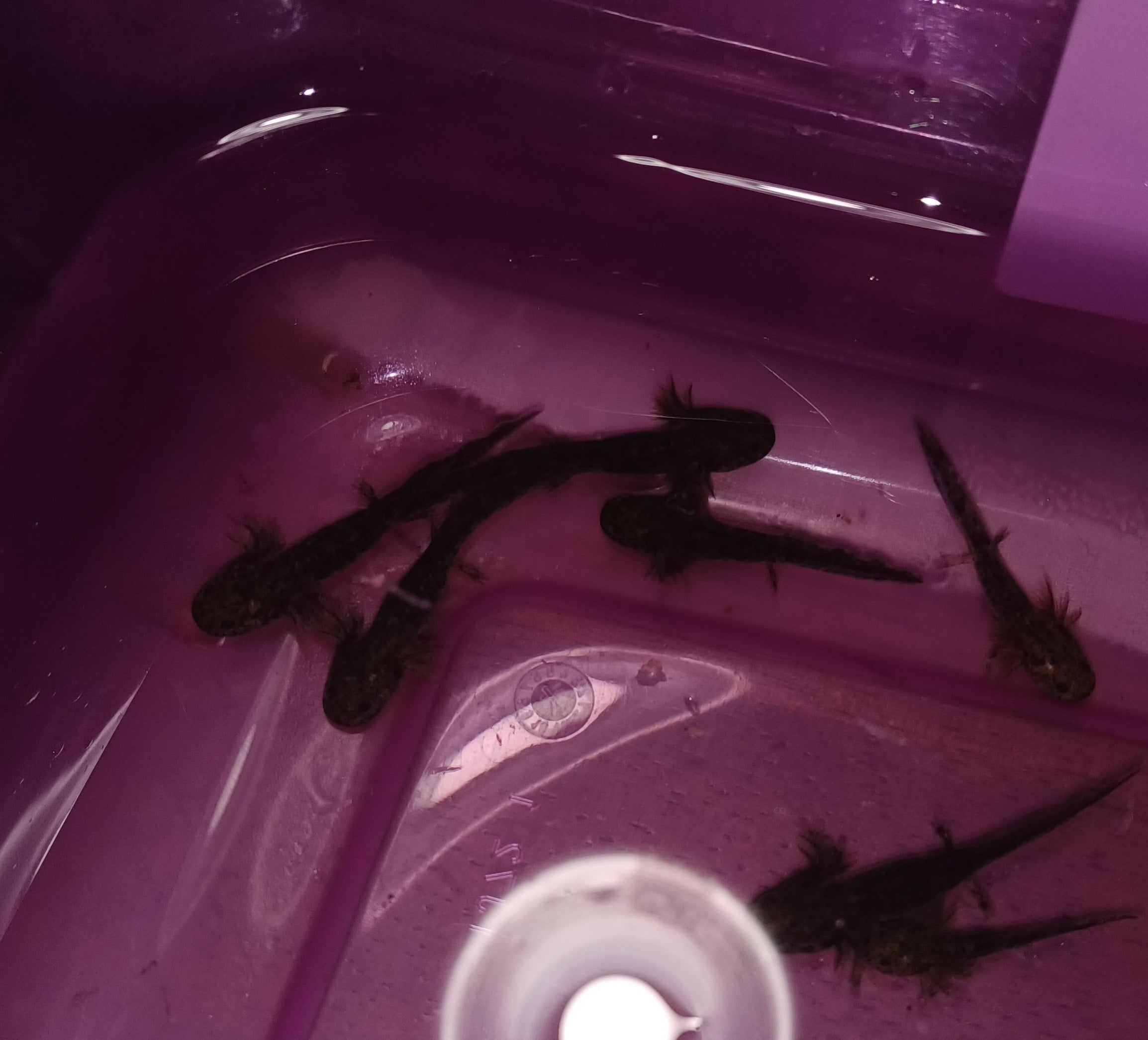 Melanoid/Wild Axolotls for Sale. UNDER 50! Oomie's Crafts 'n Critters