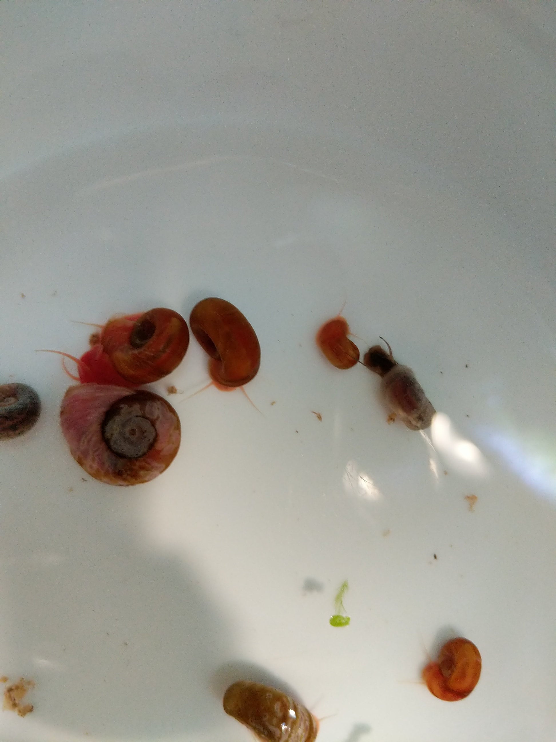 Brown, Pink, and Red Ramshorn feeder Snails. 30pk Oomie's Crafts 'n