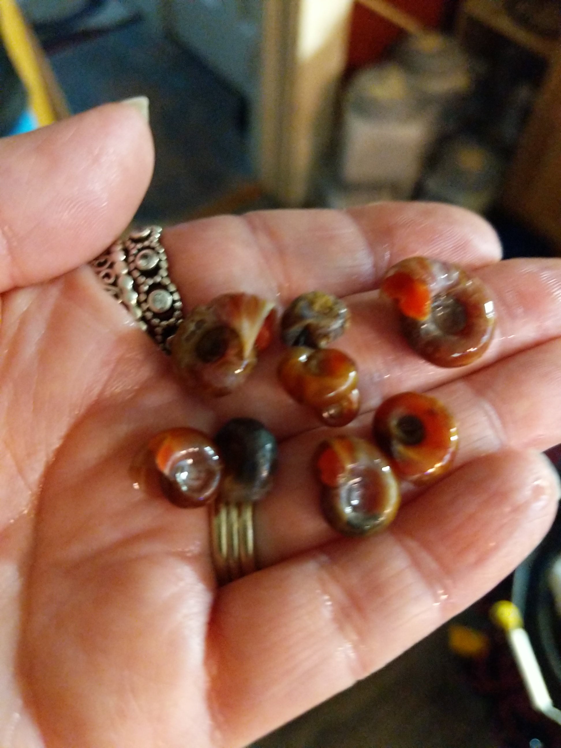 Brown, Pink, and Red Ramshorn feeder Snails. 30pk Oomie's Crafts 'n