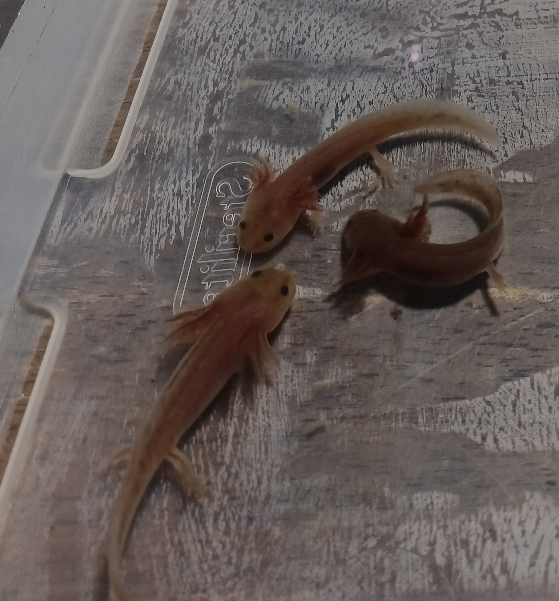 Lavender Axolotls for Sale. UNDER 50! Oomie's Crafts 'n Critters