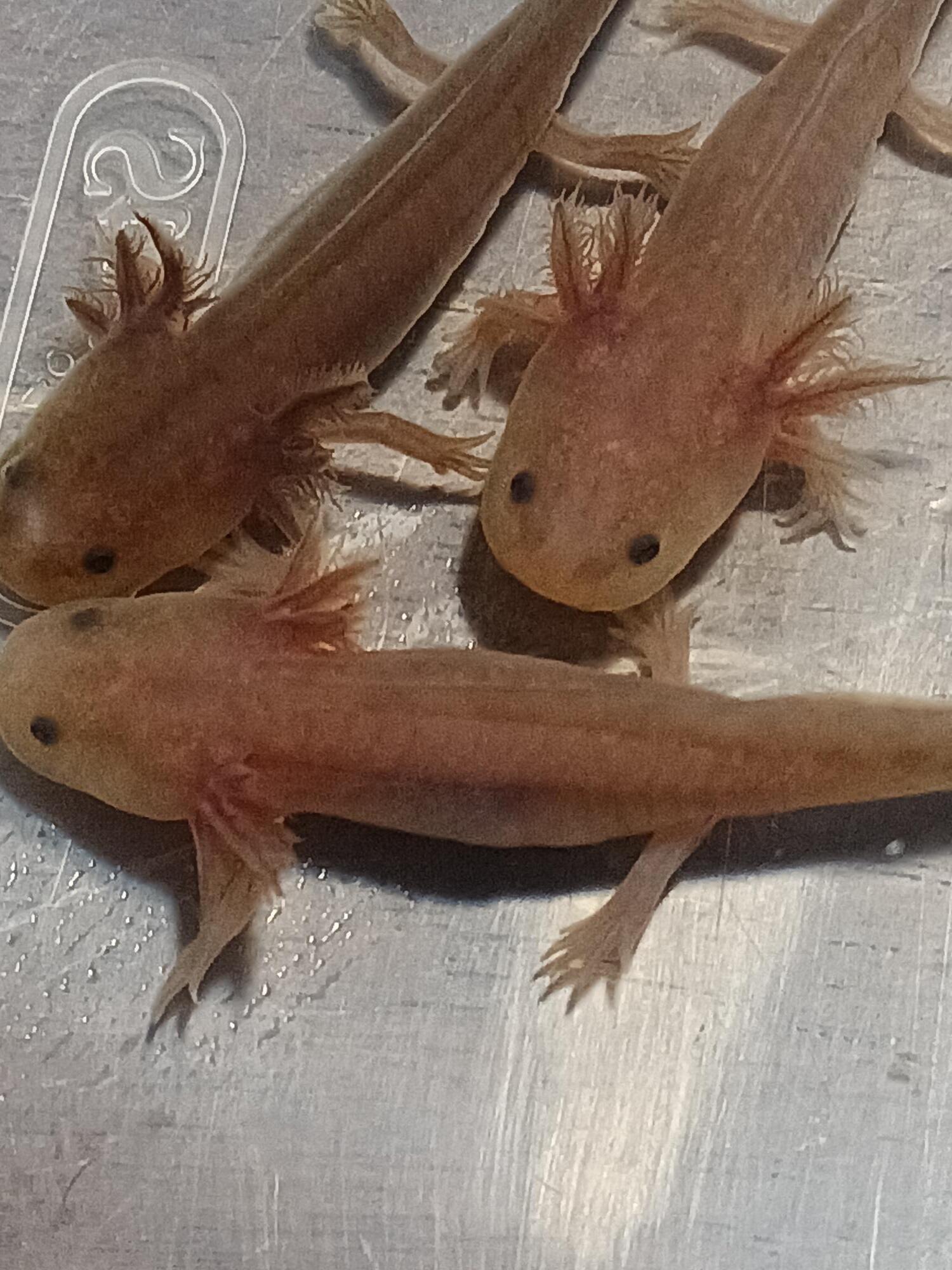 Lavender Axolotls for Sale. UNDER 50! Oomie's Crafts 'n Critters