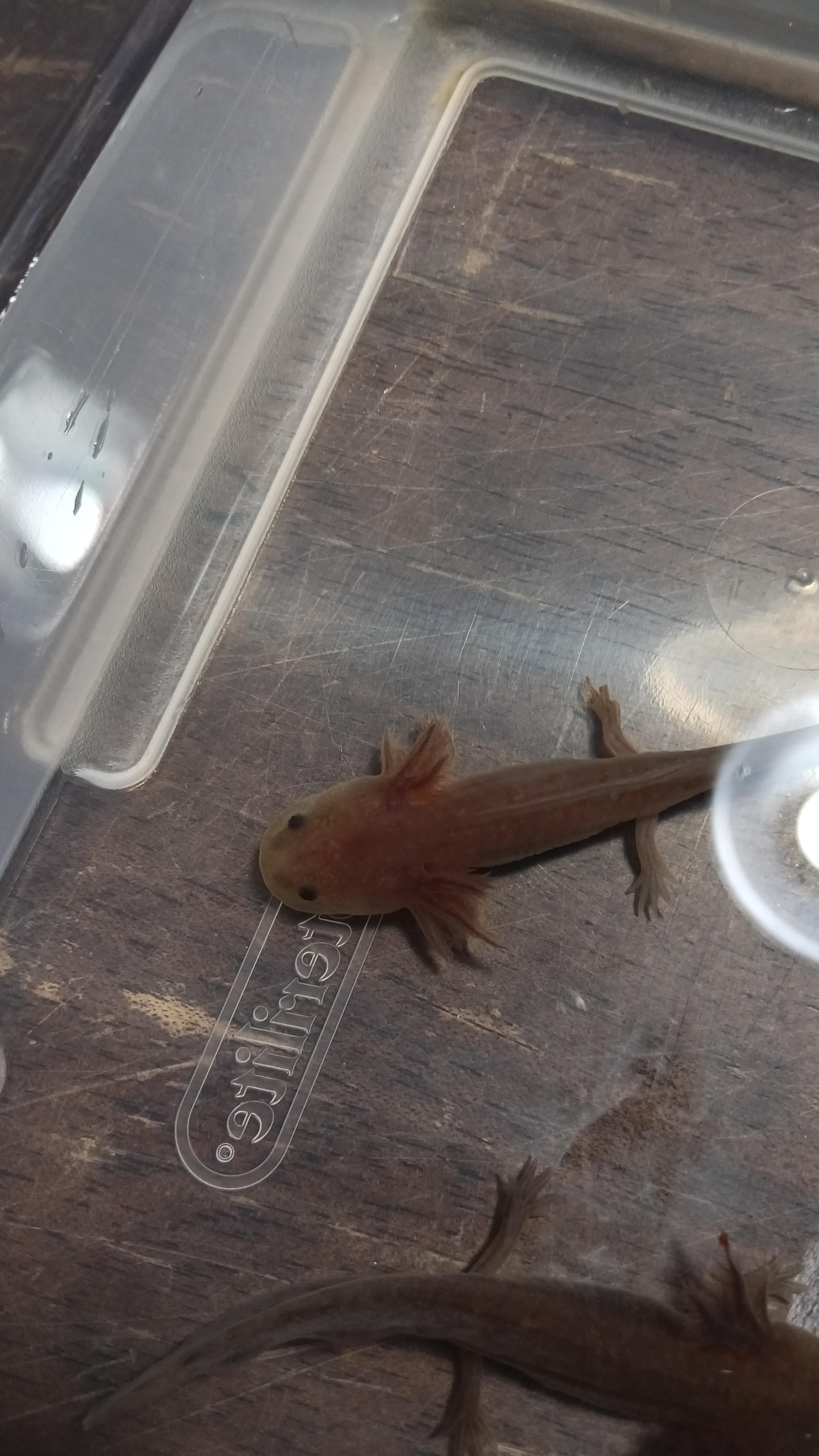 Lavender Axolotls for Sale. UNDER 50! Oomie's Crafts 'n Critters