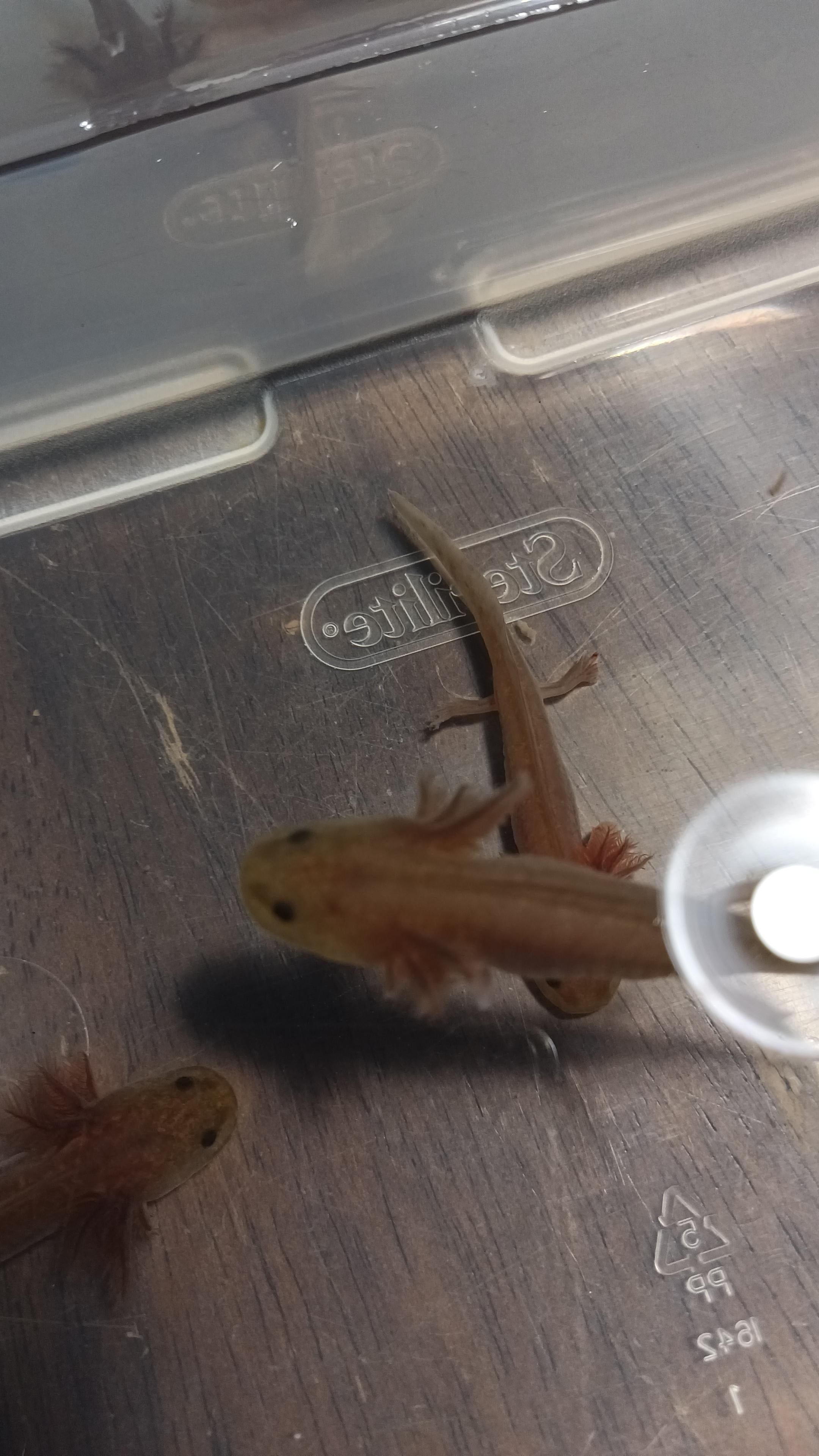Lavender Axolotls for Sale. UNDER 50! Oomie's Crafts 'n Critters