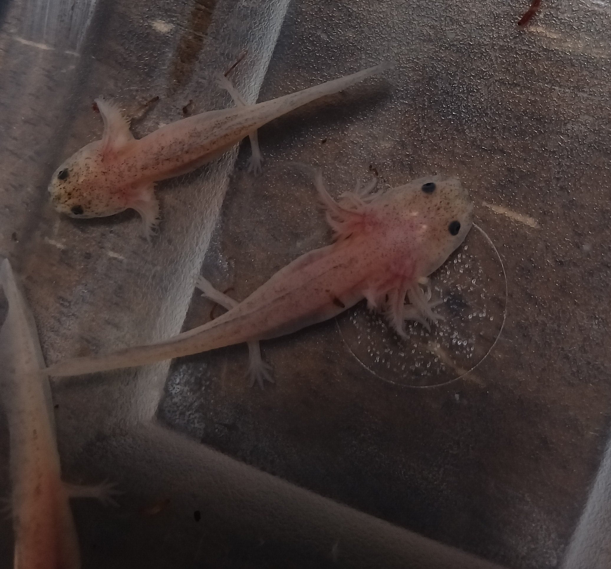 leukistischer Axolotl