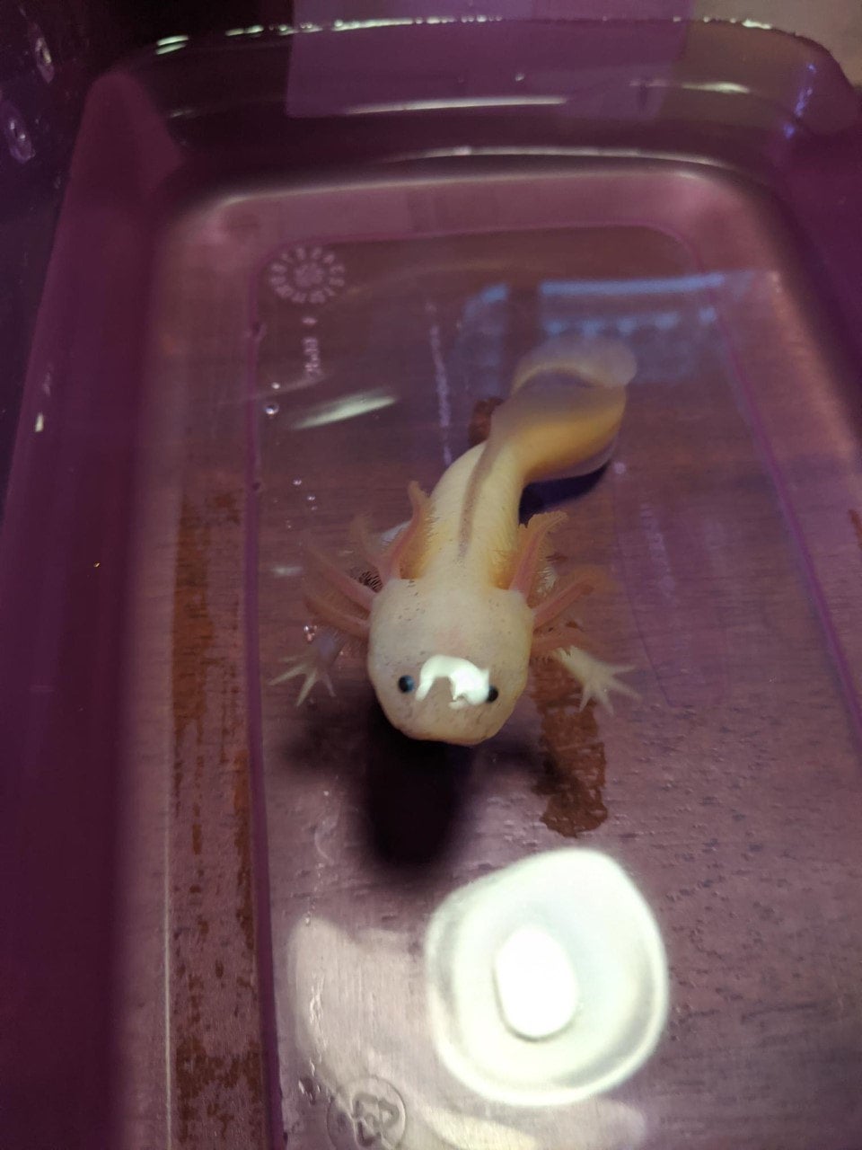 Live Axolotls for Sale. UNDER 50 Oomie's Crafts 'n Critters